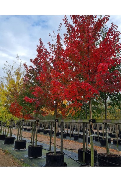 Клен червоний Феєрв’ю Флейм в горщику.